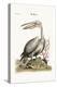 The Pelican, 1749-73-George Edwards-Premier Image Canvas