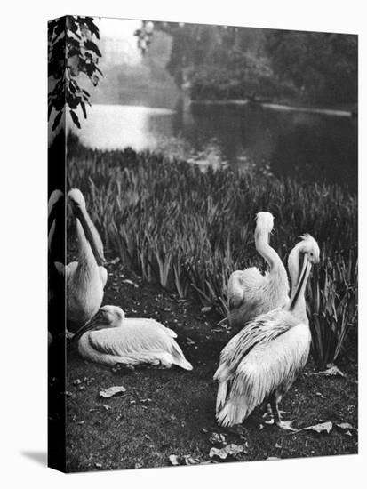 The Pelicans of St James's Park, London, 1926-1927-McLeish-Premier Image Canvas