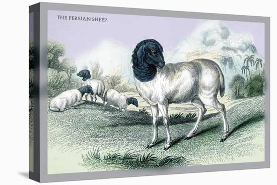 The Persian Sheep-John Stewart-Stretched Canvas