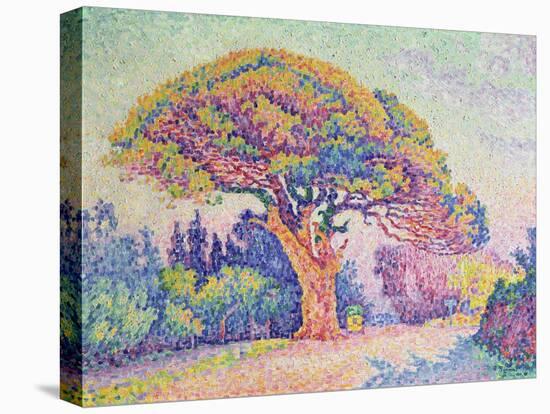 The Pine Tree at St. Tropez, 1909 (Oil on Canvas)-Paul Signac-Premier Image Canvas