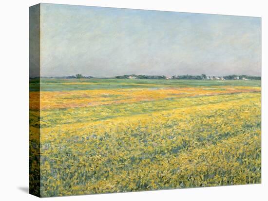 The Plain of Gennevilliers, Yellow Fields; La Plaine De Gennevilliers, Champs Jaunes, 1884 (Oil on-Gustave Caillebotte-Premier Image Canvas