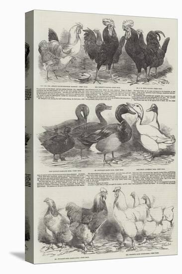 The Poultry Exhibition at Birmingham-Harrison William Weir-Premier Image Canvas