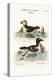 The Puffin, and the Razor-Bill, 1749-73-George Edwards-Premier Image Canvas
