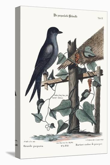 The Purple Martin, 1749-73-Mark Catesby-Premier Image Canvas