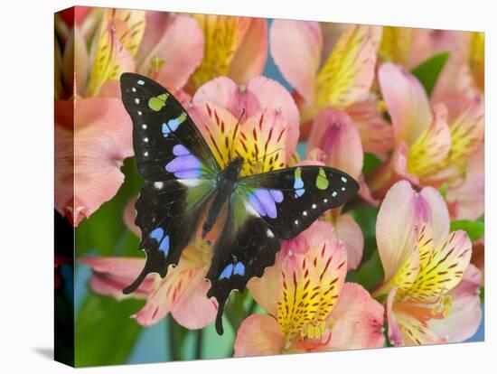 The Purple Spotted Swallowtail Butterfly-Darrell Gulin-Premier Image Canvas