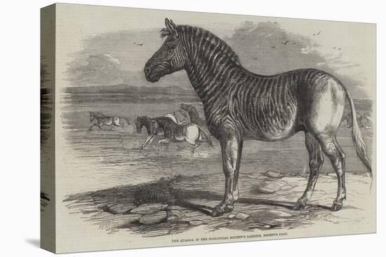 The Quagga in the Zoological Society's Gardens, Regent's Park-Harrison William Weir-Premier Image Canvas