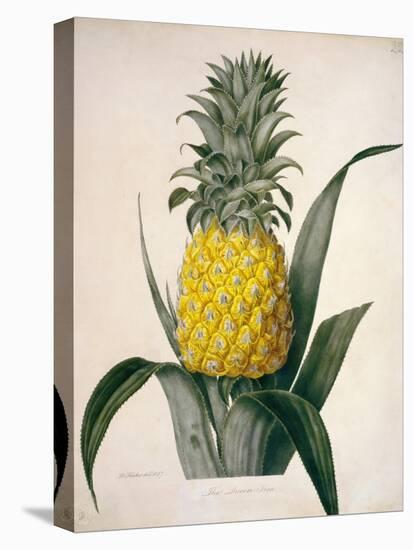 The Queen Pineapple-Porter Design-Premier Image Canvas