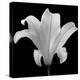 The Quiet Japanese Lilly, 2006-Hiroyuki Arakawa-Premier Image Canvas