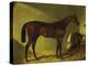 The Race Horse 'Merry Monarch' in a Stall-John Frederick Herring I-Premier Image Canvas