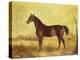 The Racehorse 'Tranby' in a River Landscape-Edward Troye-Premier Image Canvas