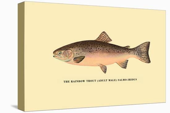 The Rainbow Trout-H.h. Leonard-Stretched Canvas