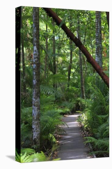 The Rainforest Boardwalk Connecting Centenary Lakes to the Botanic Gardens in Cairns, Queensland-Paul Dymond-Premier Image Canvas