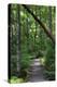 The Rainforest Boardwalk Connecting Centenary Lakes to the Botanic Gardens in Cairns, Queensland-Paul Dymond-Premier Image Canvas