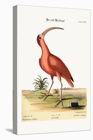 The Red Curlew, 1749-73-Mark Catesby-Premier Image Canvas