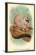 The Red-Footed Night-Monkey-Sir William Jardine-Stretched Canvas