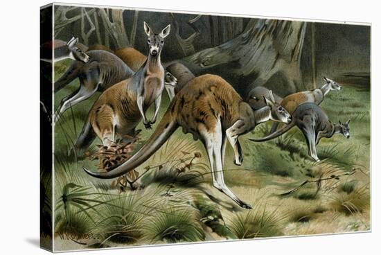 The Red Kangaroo-null-Premier Image Canvas