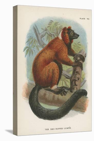 The Red-Ruffed Lemur-null-Premier Image Canvas