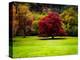 The Red Tree-Jody Miller-Premier Image Canvas