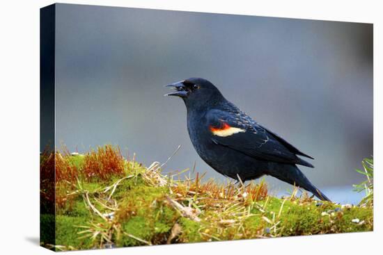 The Red-Winged Blackbird-Richard Wright-Premier Image Canvas