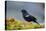 The Red-Winged Blackbird-Richard Wright-Premier Image Canvas