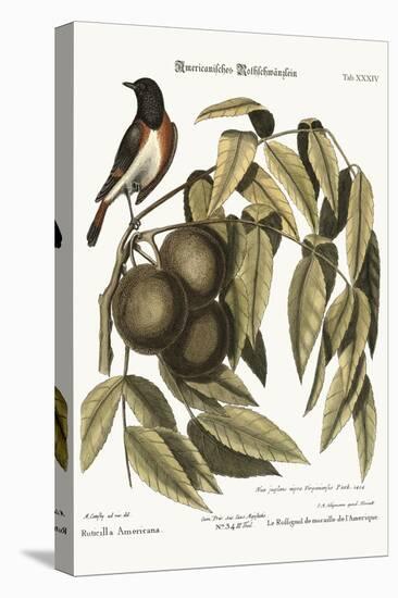 The Redstart, 1749-73-Mark Catesby-Premier Image Canvas