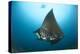 The Reef Manta Ray with Yellow Pilot Fish in Front of its Mouth-null-Premier Image Canvas