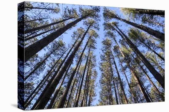 The Regularly-Spaced Trees, Red Pine Plantation, Massachusetts-Susan Pease-Premier Image Canvas