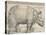 The Rhinoceros, 1515-Albrecht Drer-Premier Image Canvas