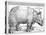 The Rhinoceros, 1515-Frank Cadogan Cowper-Premier Image Canvas