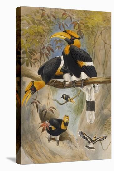 The Rhinoceros Hornbill, Buceros Rhinoceros, Zoological Sketches, 1856-Joseph Wolf-Premier Image Canvas