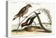 The Rice-Bird, 1749-73-Mark Catesby-Premier Image Canvas