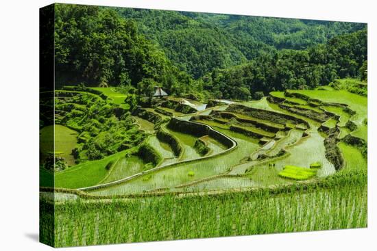 The Rice Terraces of Banaue, Northern Luzon, Philippines, Southeast Asia, Asia-Michael Runkel-Premier Image Canvas