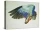 The Right Wing of a Blue Roller-Hans Hoffmann-Premier Image Canvas