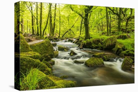 The River Fowey surrounded by forest in spring foliage, UK-Ross Hoddinott-Premier Image Canvas