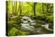 The River Fowey surrounded by forest in spring foliage, UK-Ross Hoddinott-Premier Image Canvas