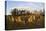 The Rollright Stones, a Bronze Age Stone Circle, Chipping Norton, Oxfordshire, Cotswolds, England-Stuart Black-Premier Image Canvas