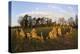 The Rollright Stones, a Bronze Age Stone Circle, Chipping Norton, Oxfordshire, Cotswolds, England-Stuart Black-Premier Image Canvas