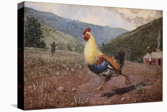 The Rooster, 1876 (W/C & Pencil on Wove Paper)-Winslow Homer-Premier Image Canvas