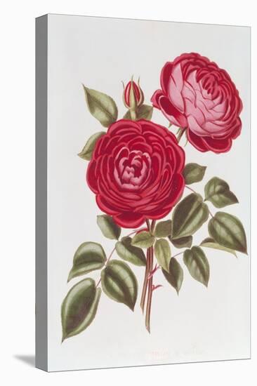 The Rose Perpetual Standard of Marengo-William Curtis-Premier Image Canvas