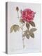 The Rose Rosa Gallica Officinalis-Pierre Joseph Redout?-Premier Image Canvas