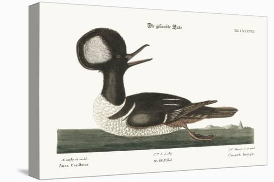 The Round-Crested Duck, 1749-73-Mark Catesby-Premier Image Canvas