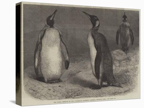 The Royal Penguin in the Zoological Society's Gardens, Regent's Park-Friedrich Wilhelm Keyl-Premier Image Canvas