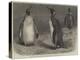 The Royal Penguin in the Zoological Society's Gardens, Regent's Park-Friedrich Wilhelm Keyl-Premier Image Canvas