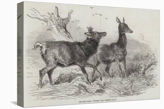 The Royal Stags, Woodman and Farmer's Glory-Harrison William Weir-Premier Image Canvas