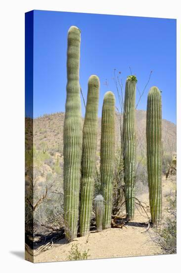 The Saguaro-meunierd-Premier Image Canvas