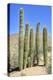 The Saguaro-meunierd-Premier Image Canvas