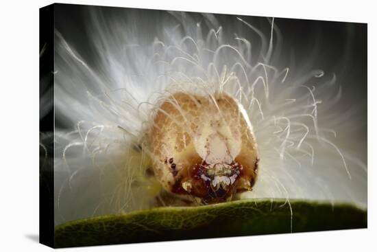 The Scarce Merveille Du Jour (Moma Alpium) Caterpillar with Urticating Hairs-Solvin Zankl-Premier Image Canvas