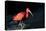 The Scarlet Ibis (Eudocimus Ruber), United Kingdom, Europe-John Alexander-Premier Image Canvas