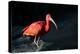 The Scarlet Ibis (Eudocimus Ruber), United Kingdom, Europe-John Alexander-Premier Image Canvas