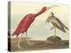 The Scarlet Ibis-James Audubon-Stretched Canvas